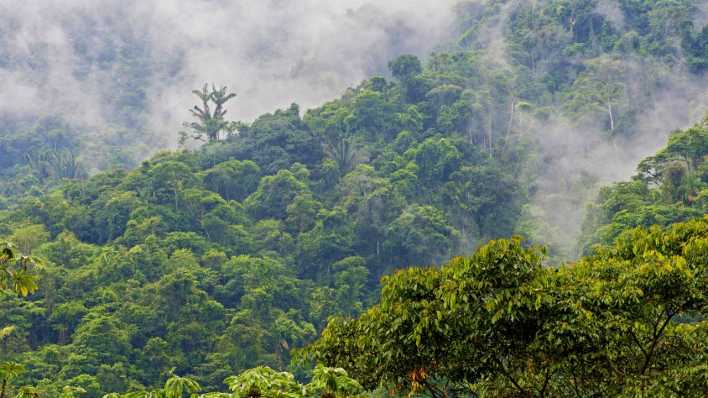 Tropischer Regenwald in Ecuador