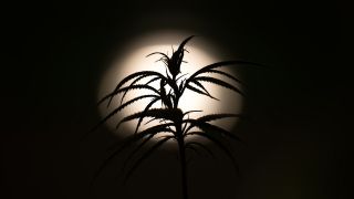 Eine Nutzhanf-Pflanze im Lichtkegel