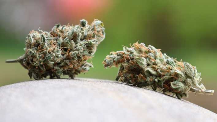 Getrocknete Cannabis-Blüten liegen auf einem Stein.