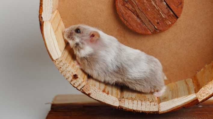 Hamster in einem Hamsterrad