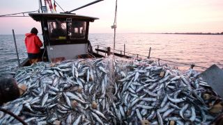 Heringsfischfang auf einem Boot