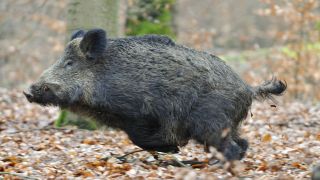 Wildschwein