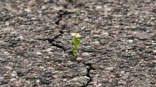 Ein Gänseblümchen wächst in einem Riss im Asphalt.