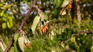 An einem Apfelbaum hängen abgestorbene Blüten.