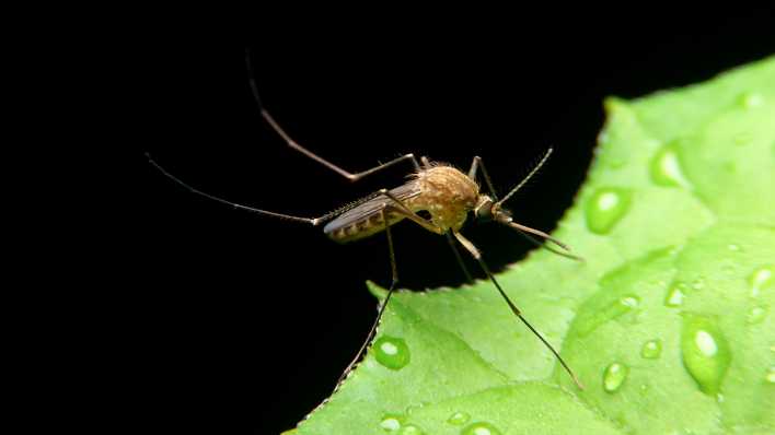 Eine Mücke sitzt auf einem Blatt mit Tautropfen.