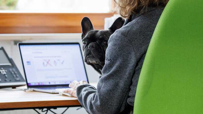 Die Französische Bulldogge Klärchen sitzt im Büro einer Werbeagentur auf dem Schoß einer Mitarbeiterin.