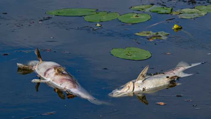 Zwei große tote Fische von etwa 50 Zentimetern Länge treiben an der Wasseroberfläche im Winterhafen einem Nebenarm des deutsch-polnischen Grenzflusses Oder.