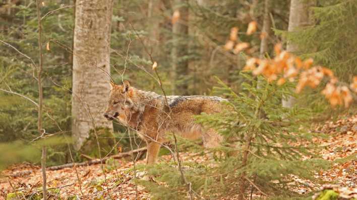 Europäischer Wolf im Wald