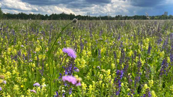 Blumenwiese,gelbe Blueten, Echtes Leinkraut,Biodiversität