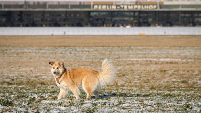 Hund ohne Leine auf dem Tempelhofer Feld