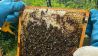 Eine Bienenwabe (Bild: rbb/Anna Hanke)