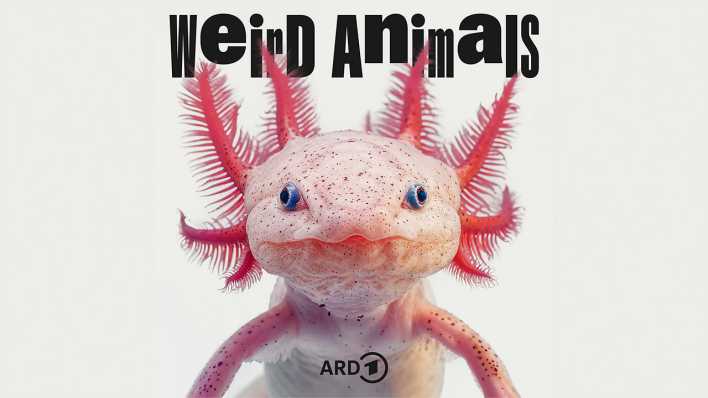 Weird Animals: Axolotl - Warum will er nie erwachsen werden?