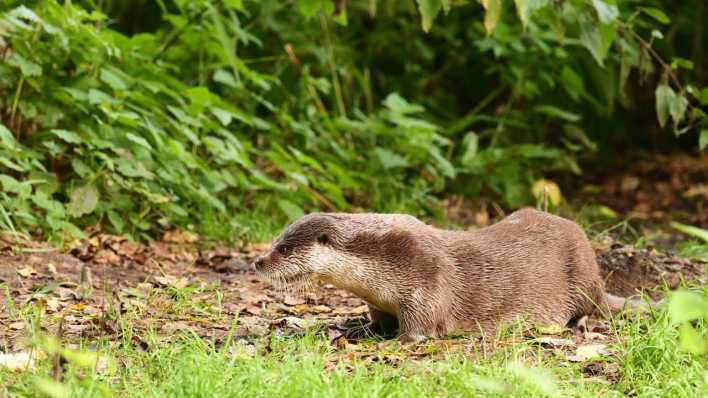 Symbolbild: Ein Fischotter im Wildpark Schorfheide nördlich von Berlin