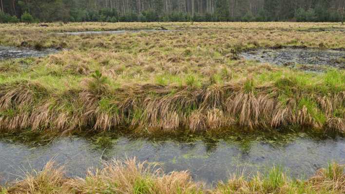 Wasser steht wieder in der Natur bei einer Besichtigung der abgschlossenen Renaturierung im Moor "Große Vehne" auf der DBU-Naturerbefläche Weißhaus (Bild: picture alliance/dpa/Patrick Pleul)