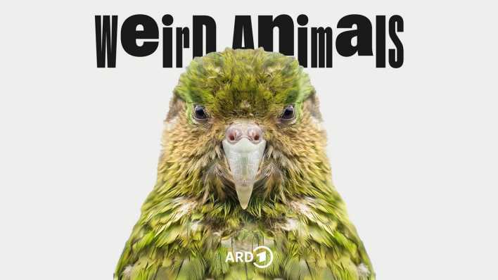 Weird Animals - Der Vogel Kakapo (Bild: rbb/ Undone/ RAM/ KI unterstützt )