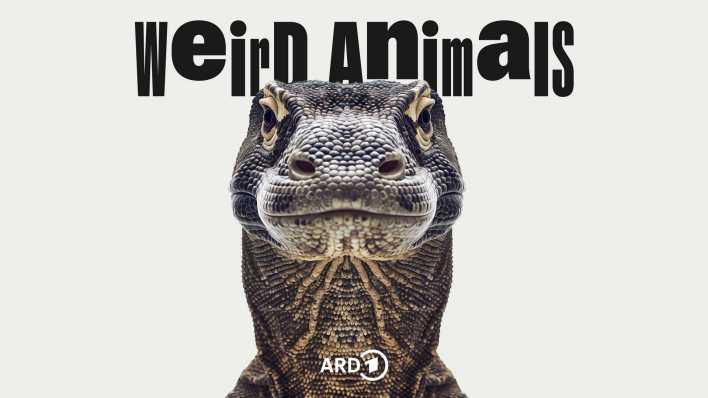 Weird Animals 5 Komodowaran