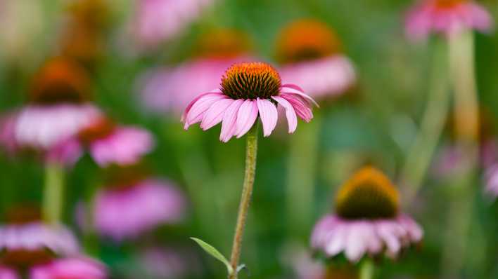 Die Heilpflanze Sonnenhut (lat.: Echinacea) blüht von Juli bis September.