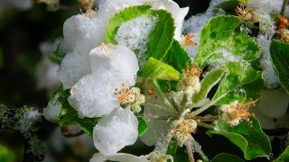 Erfrorene Apfelblüten an einem Baum in einem Obstgarten.