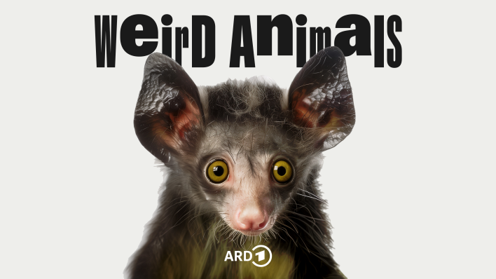 Weird Animals 10 Aye-Aye