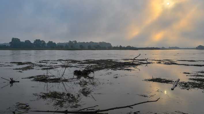 Treibholz und vom Hochwasser mitgerissene Pflanzenzeile schwimmen auf dem deutsch-polnischen Grenzfluss Oder.