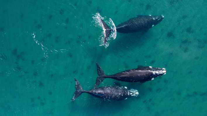 Südkaper (Eubalaena australis) im Atlantischen Ozean