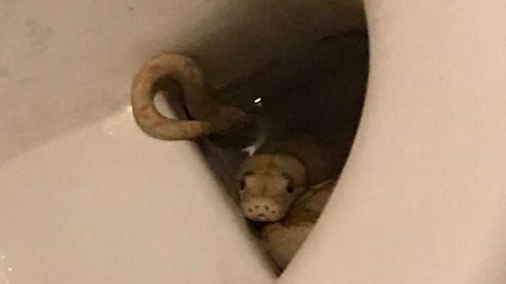 Eine Albino-Netzpython schwimmt im Wasser einer Toilette.