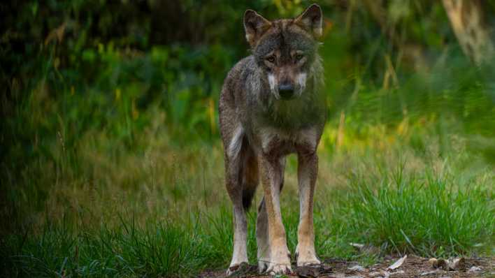 Ein Wolf im Wildpark Schorfheide