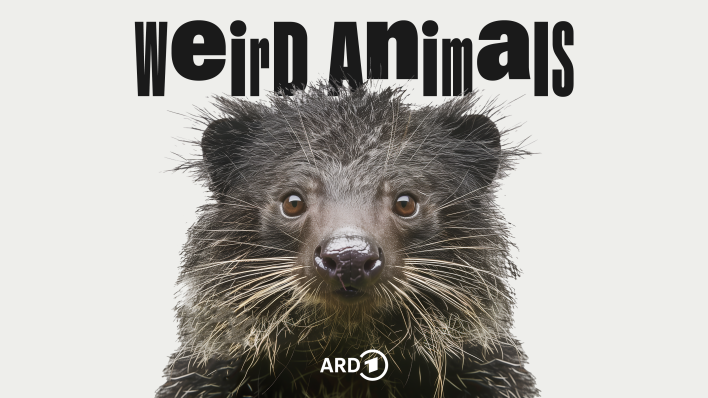 Weird Animals Folge 11 Binturong