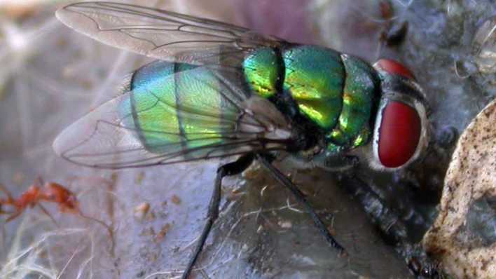 Schmeißfliege Chrysomya albiceps (Bild: picture alliance/dpa/Universität Toruń/Krzysztof Szpila)