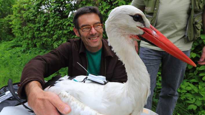 Martin Wikelski, Direktor des Max-Planck-Insituts für Ornitholigie in Radolfzell und Leiter des ICARUS-Projekts mit einem besenderten Storch (Bild: picture alliance/dpa/MaxCine)