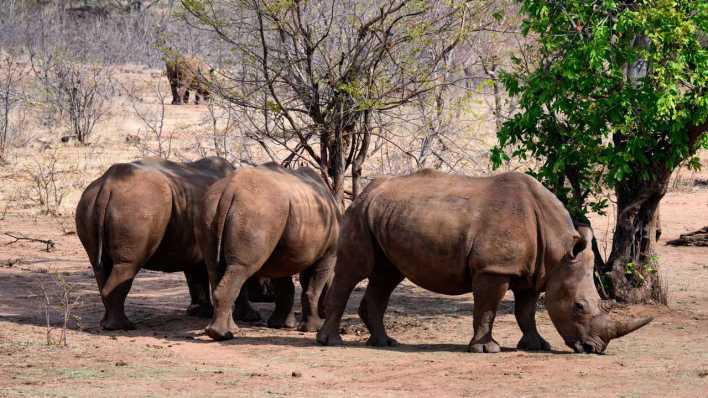 Nashörner im "Mosi-oa-Tunya"-Nationalpark in Sambia (Bild: picture alliance/dpa/Bernd von Jutrczenka)