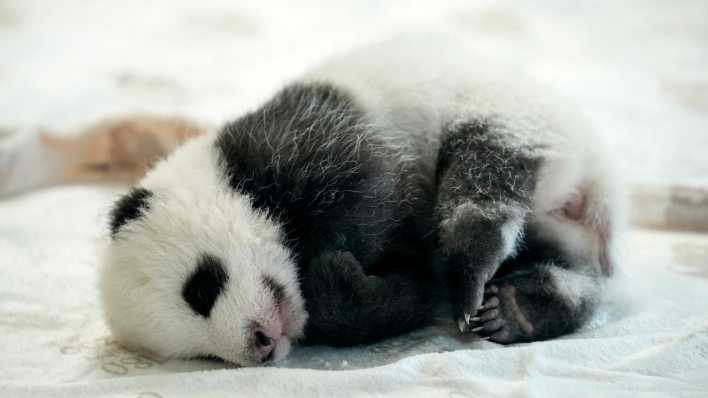 Eines der wenige Wochen alten Panda-Zwillinge im Berliner Zoo bei einer Pressepräsentation (Bild: picture alliance / AP / Ebrahim Noroozi)