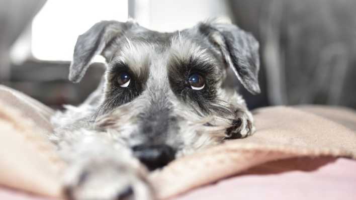 Ein grauer Hund der Rasse Schnauzer schaut niedlich auf, während er auf dem Bett liegt.