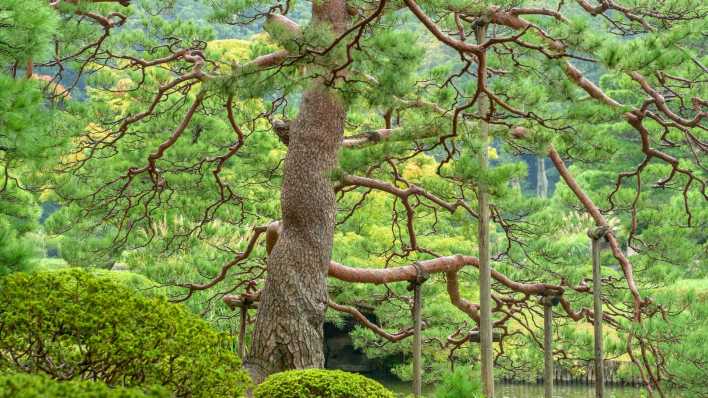 Eine Rotkiefer im Rikugien-Garten in Tokio (Foto: imago images / blickwinkel)