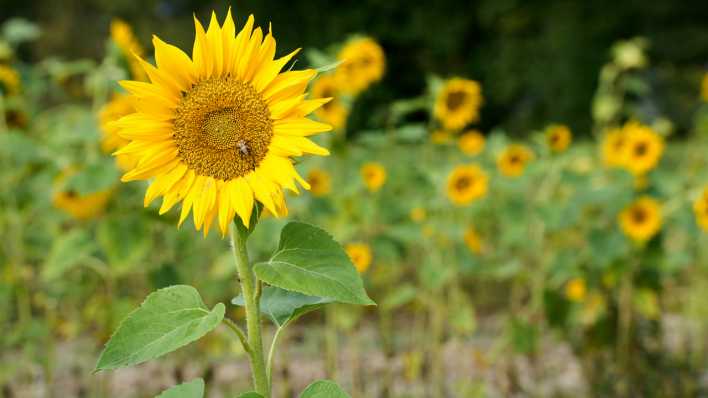 Biene sammelt Nektar in einer Sonnenblume