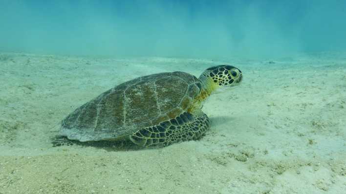 Eine Schildkröte auf dem Meeresboden (Foto: imago images / Addictive Stock)