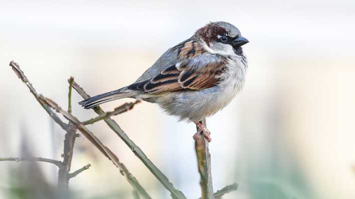 Ein Haussperling "Spatz" sitzt auf einem Halm (Bild: dpa/dpa-Zentralbild/Kira Hofmann)