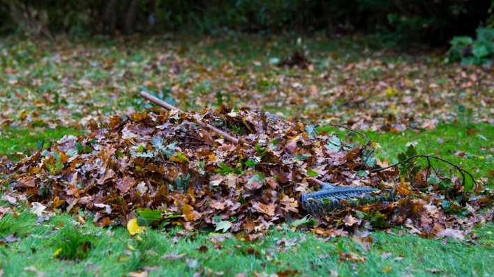 Laubharke auf einem Haufen Herbstlaub