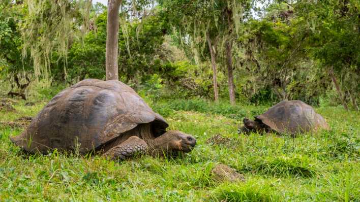 Zwei Schildkröten auf den Galapagos-Inseln (Foto: imago images / robertharding)