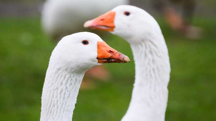 Damit echte Gänse wie diese verschont bleiben, gibt es eine vegane Weihnachtsgans.