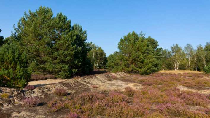 Herbst in der Lieberoser Heide auf dem ehemaligen Truppenübungsplatz.