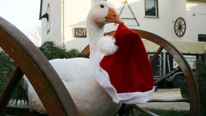 Weihnachtsgans Auguste mit einer Weihnachtsmannmütze im Schnabel