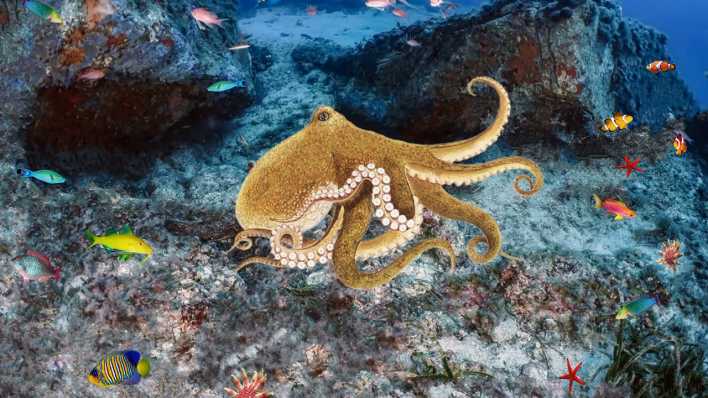 Octopus schwimmt inmitten von Fischen