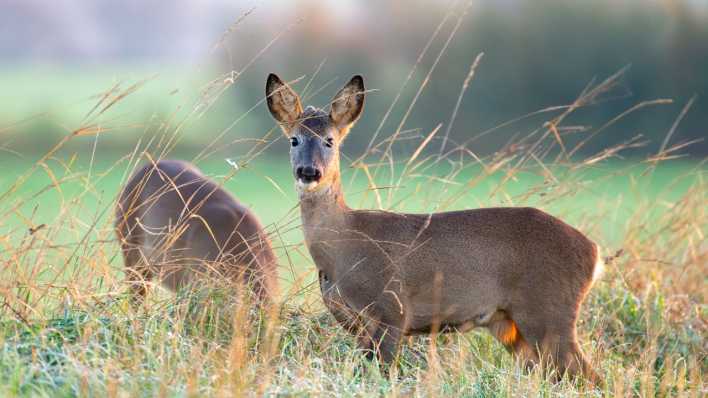 Zwei junge Rehe auf einer Lichtung