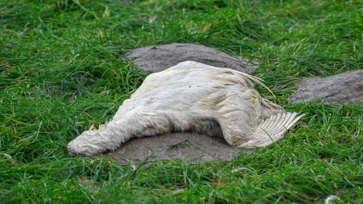 An der Vogelgrippe gestorbene Ente