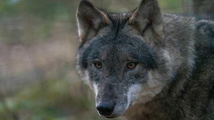 Ein Wolf im Wildpark Schorfheide