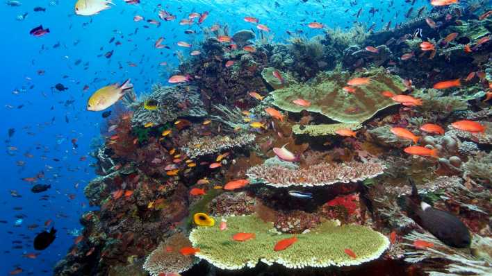 ARCHIV, 27.4.2023: Korallen am Great Barrier Reef (Bild: picture alliance/imageBROKER/Norbert Probst)