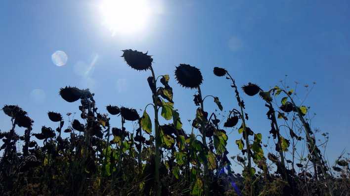 Auf einem Feld stehen vertrocknete Sonnenblumen.