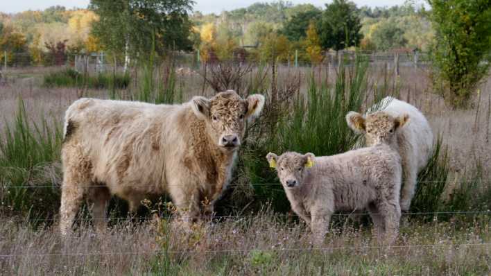 Galloway-Rinder in der Döberitzer Heide