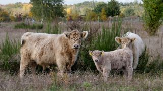 Galloway-Rinder in der Döberitzer Heide